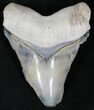Stormy Gray - Bone Valley Megalodon Tooth #22141-1